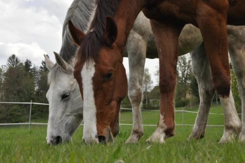 two horses grazing in a field of grass at Landhaus Ferk in Unterburg am Klopeiner See