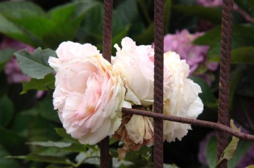 two pink roses on a fence at Il était une fois à l'Ouest "Lamballe-Armor" in Plestan