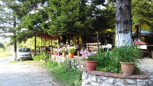 a group of plants in pots on a stone wall at Guesthouse Alberti Llogara in Shalë