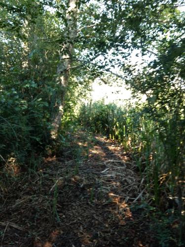 a dirt trail in a forest with trees and grass at Cabañas ICh in Tigre