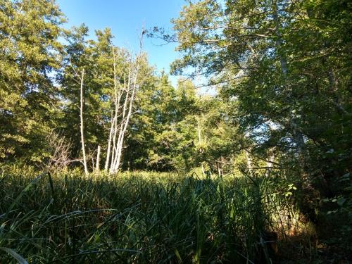 a field of tall grass with trees in the background at Cabañas ICh in Tigre