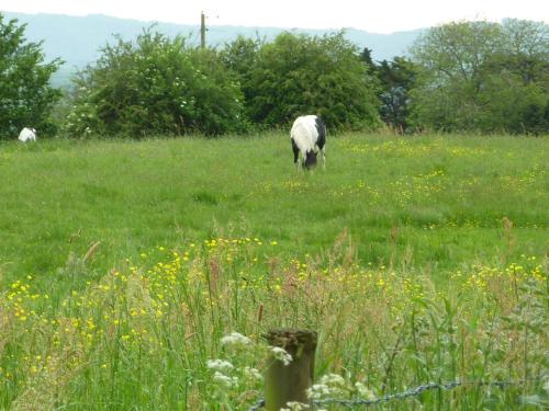 Animals at the hotel or nearby 