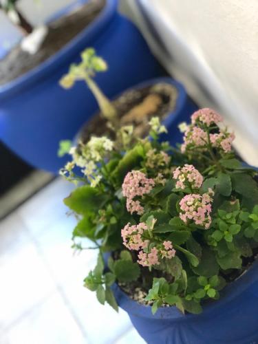 a potted plant with pink flowers in a blue pot at El Muniria in Tangier
