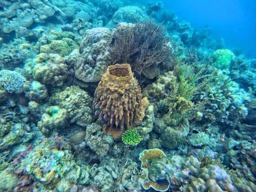 a fish is sitting on the coral reef at Aquarius - Port Barton in San Vicente