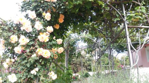 Fotografie z fotogalerie ubytování Apartments Marija v Primoštenu