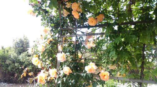 Fotografie z fotogalerie ubytování Apartments Marija v Primoštenu