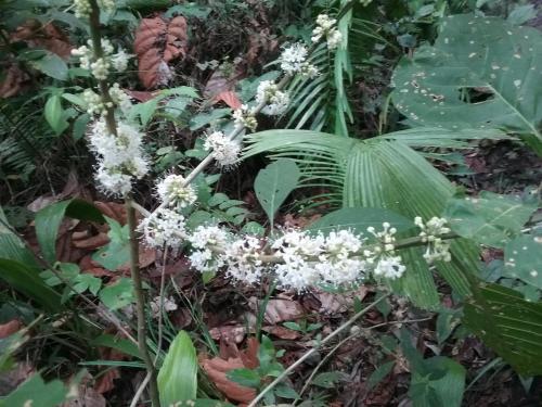 a plant with white flowers in the forest at Hidden Haven in Unitedville