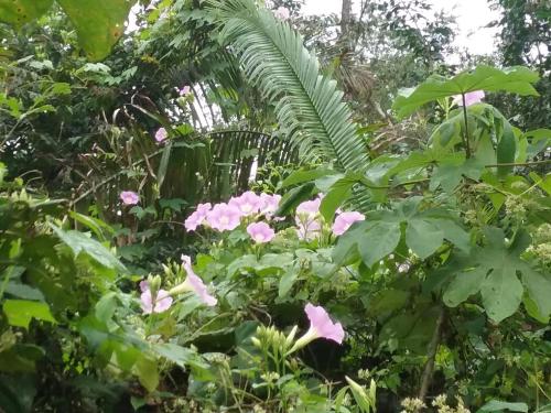 a garden with pink flowers and green plants at Hidden Haven in Unitedville