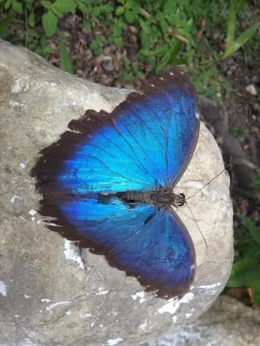 a blue butterfly sitting on top of a rock at Hidden Haven in Unitedville