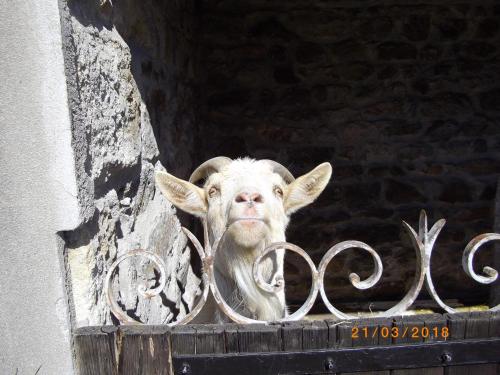 a statue of a goat looking out of a window at Maison du Moulin Galuzot in Saint-Vallier