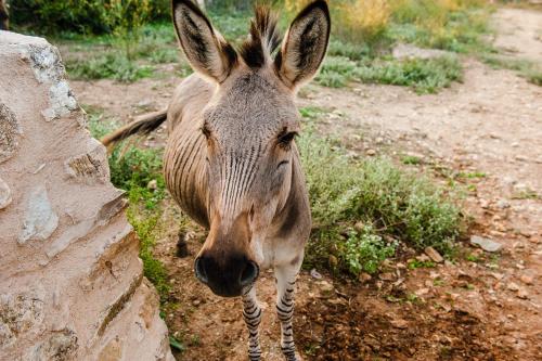 a gazelle is standing next to a rock at Hotel Sa Franquesa Nova in Vilafranca de Bonany