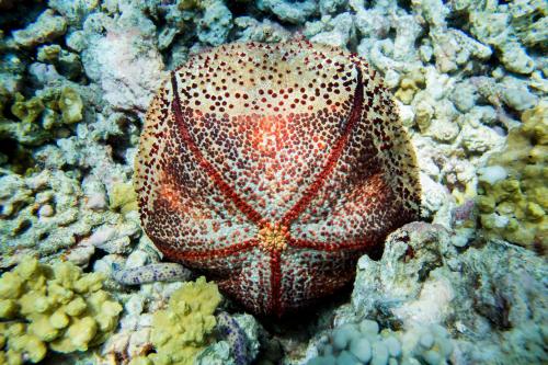 a red and white shell sitting on the reef at Detour Beach View in Hangnaameedhoo