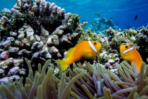 two orange and yellow fish on a coral reef at Detour Beach View in Hangnaameedhoo