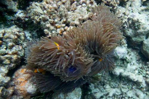 a clown fish and anemones on a coral reef at Detour Beach View in Hangnaameedhoo