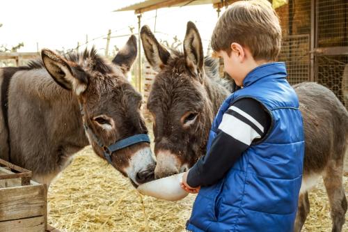 a young boy feeding two donkeys a feeding bottle at Azienda Agrituristica Il Pago in Nova Siri Marina