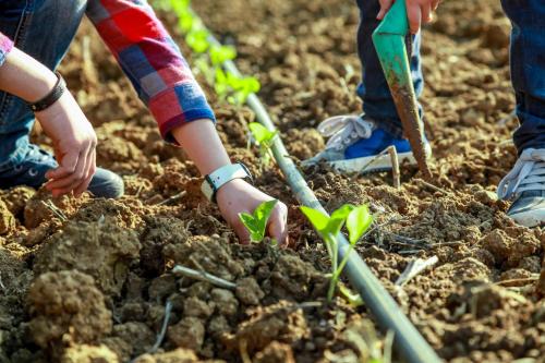 two people planting plants in the soil at Azienda Agrituristica Il Pago in Nova Siri Marina