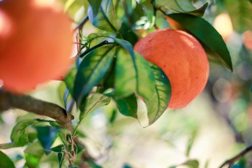 two oranges hanging on a tree branch at Azienda Agrituristica Il Pago in Nova Siri Marina