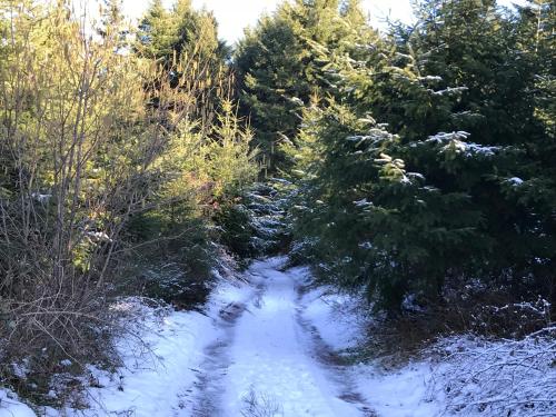 a snow covered trail in a forest with christmas trees at Chez Dina in Lutzelhouse