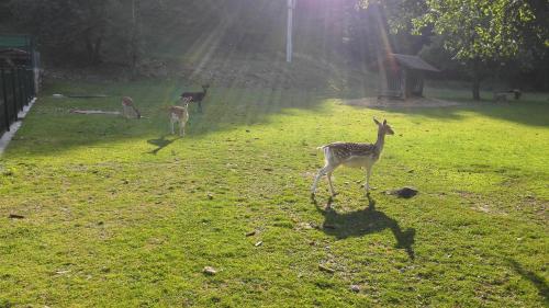 a group of animals standing in a grass field at Domačija Bubec in Ilirska Bistrica