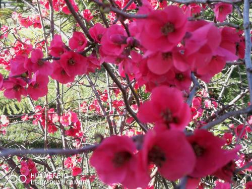 a bunch of pink flowers on a tree at B&B Fiori di Pesco in Fertilia