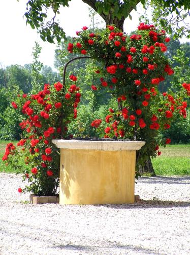 a large pot of red flowers on a tree at Fattoria Grimana in Montegalda