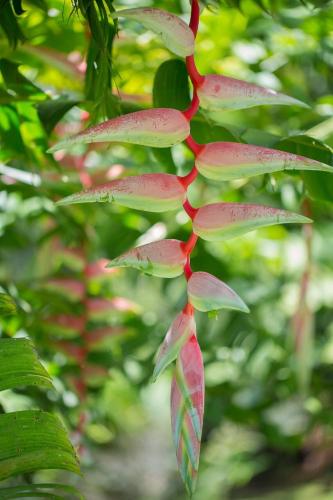 a close up of a plant with red leaves at Hospedaje La Naciente in Turrialba
