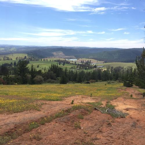 a view from the top of a field of flowers at Casa Azul de San Pancho in Paredones