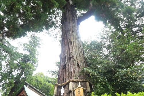 a large tree with a sign in front of it at HOSTEL Co-EDO in Katori