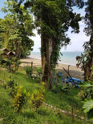 a view of the beach from a hill with trees at Ecolodge el Arca Bahia Solano in Bahía Solano