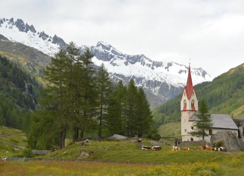 a church on a hill with cows in a field at Lahnerhof in Campo Tures
