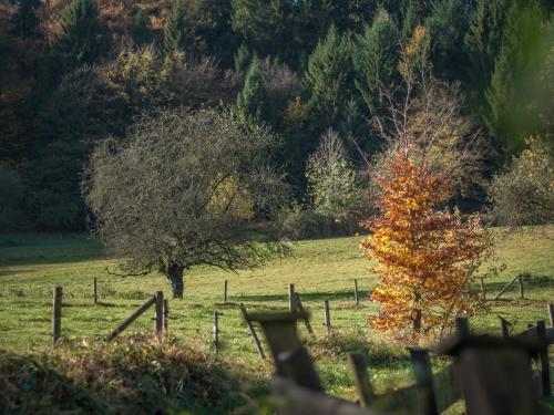 a tree in a field next to a fence at Natur & Wander Hotel Gassbachtal in Grasellenbach