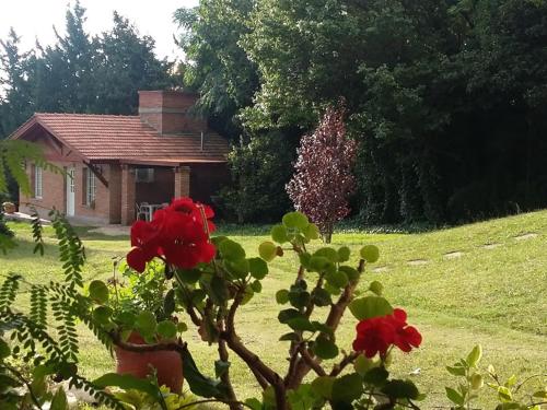 un arbusto con flores rojas delante de una casa en Cabañas Dalga Inn en Merlo