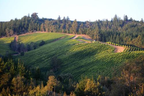 a green hillside with trees on top of it at Casa Azul de San Pancho in Paredones