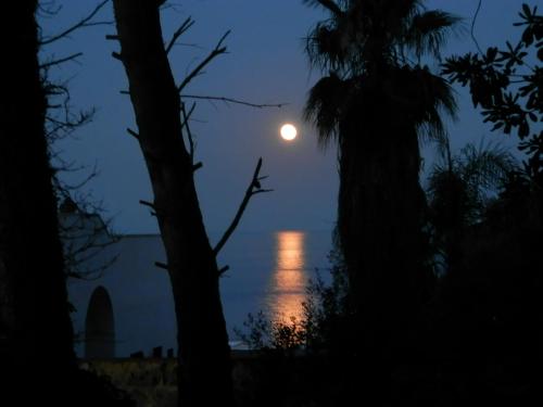 a full moon over the water with two palm trees at Agriturismo Salento D'Arare in Marina Serra