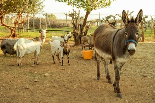 a group of animals standing in a dirt field at Azienda Agrituristica Il Pago in Nova Siri Marina