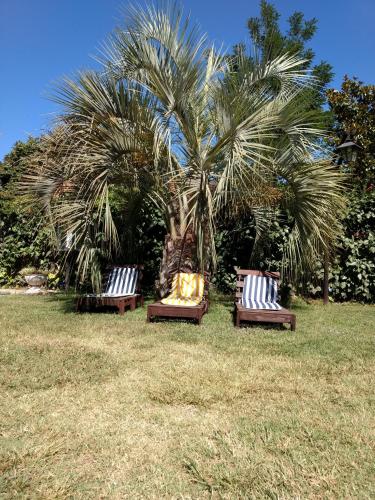 trois bancs assis dans l'herbe devant un palmier dans l'établissement Ayres de Vistalba, à Luján de Cuyo