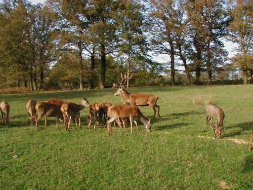 a herd of deer grazing in a field at Le Pit in Lessac
