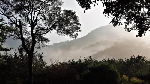 獅潭鄉的住宿－八角居所民宿，一片绿树成荫的雾 ⁇ 山