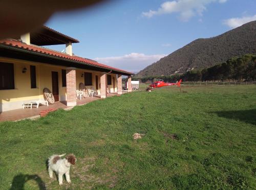 a dog standing in the grass next to a house at L' Antico Casale in Le Marmore