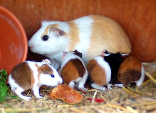 a group of hamsters standing next to each other at Hinterjetzbachhof in Maria Alm am Steinernen Meer