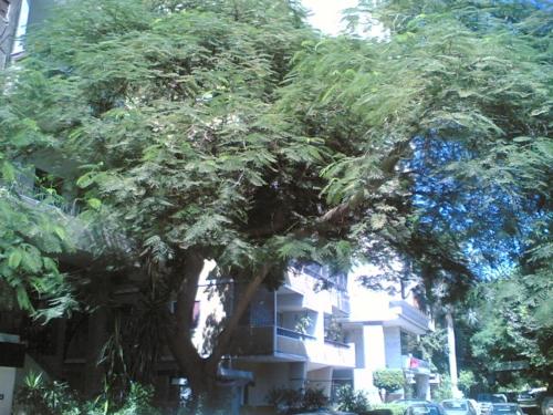 Fully Equipped ,3 BR ,centrally located flat in Mohandsseen