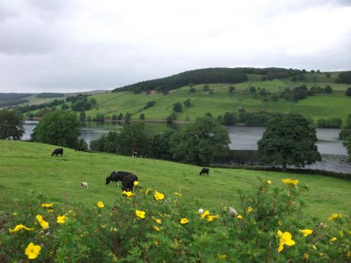 a group of cows grazing in a green field at THE FIRS B&B &TEA ROOM in Summer Bridge