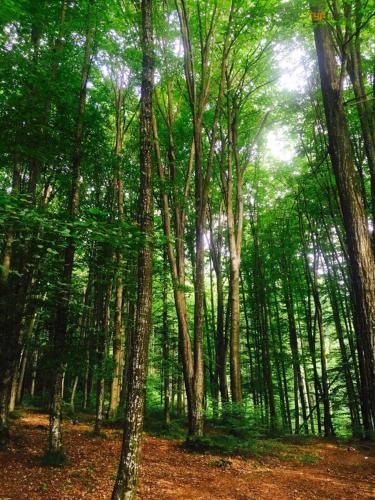 a forest filled with lots of lush green trees at Polyana Apart in Polyana