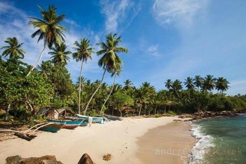 a beach with palm trees and boats on it at Villa Lucky Star in Tangalle