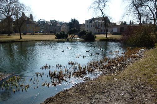 a group of ducks swimming in a pond at Ferienwohnung KaRo in Ellefeld
