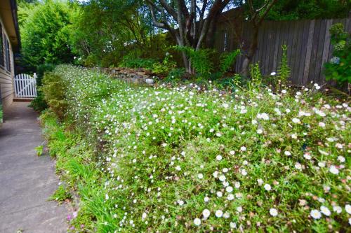 a garden filled with white flowers next to a fence at Raspberry Terrace of Leura in Leura