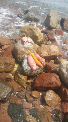 a bunch of rocks with hot dogs on them at SakraTah Camp - eco friendly in Taba