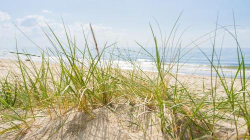 a bunch of tall grass on a sandy beach at Hotel Strandräuber in Kalifornien