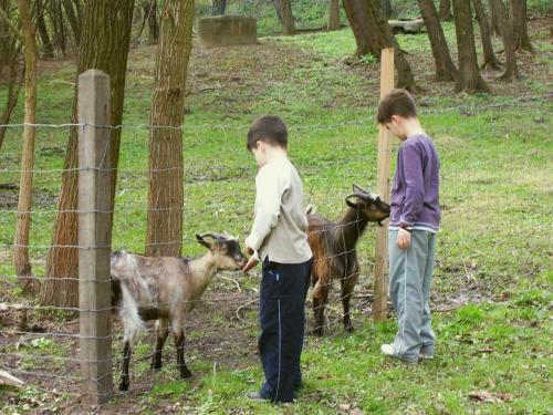 two boys are looking at goats behind a fence at Bakony Hotel in Bakonybél
