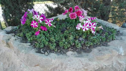 a flower pot with pink and purple flowers on a rock at Agriturismo Casalpiano in Pienza